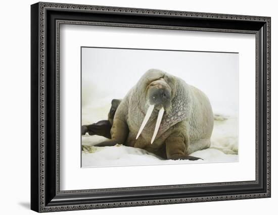 Walrus Relaxing on an Ice Floe-DLILLC-Framed Photographic Print