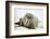 Walrus Relaxing on an Ice Floe-DLILLC-Framed Photographic Print