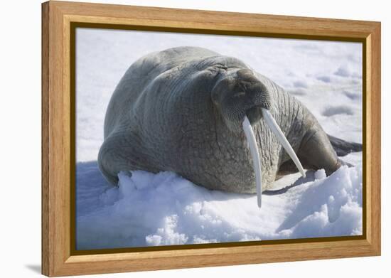 Walrus Resting on an Ice Floe-DLILLC-Framed Premier Image Canvas