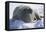 Walrus Resting on an Ice Floe-DLILLC-Framed Premier Image Canvas