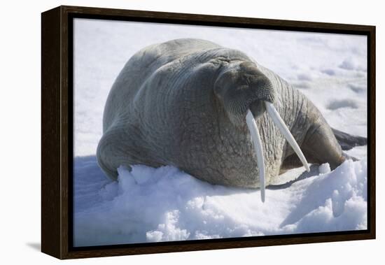 Walrus Resting on an Ice Floe-DLILLC-Framed Premier Image Canvas
