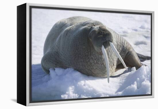 Walrus Resting on an Ice Floe-DLILLC-Framed Premier Image Canvas