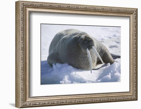 Walrus Resting on an Ice Floe-DLILLC-Framed Photographic Print