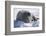 Walrus Resting on an Ice Floe-DLILLC-Framed Photographic Print