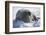 Walrus Resting on an Ice Floe-DLILLC-Framed Photographic Print