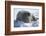 Walrus Resting on an Ice Floe-DLILLC-Framed Photographic Print