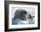 Walrus Resting on an Ice Floe-DLILLC-Framed Photographic Print