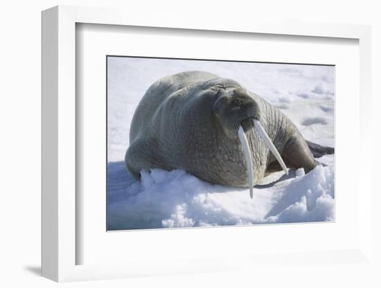 Walrus Resting on an Ice Floe-DLILLC-Framed Photographic Print