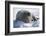 Walrus Resting on an Ice Floe-DLILLC-Framed Photographic Print