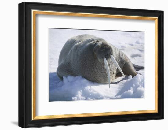 Walrus Resting on an Ice Floe-DLILLC-Framed Photographic Print