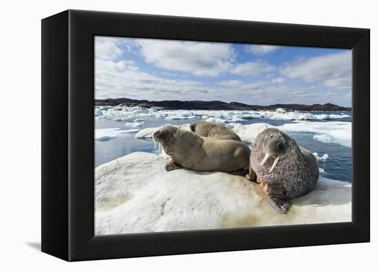 Walrus Resting on Ice in Hudson Bay, Nunavut, Canada-Paul Souders-Framed Premier Image Canvas