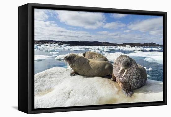 Walrus Resting on Ice in Hudson Bay, Nunavut, Canada-Paul Souders-Framed Premier Image Canvas