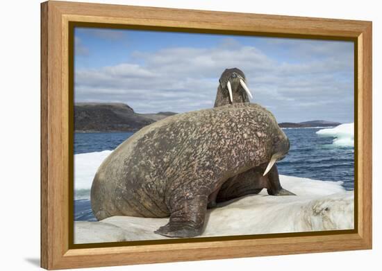 Walrus Resting on Ice in Hudson Bay, Nunavut, Canada-Paul Souders-Framed Premier Image Canvas