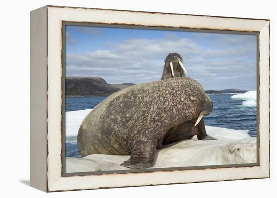 Walrus Resting on Ice in Hudson Bay, Nunavut, Canada-Paul Souders-Framed Premier Image Canvas