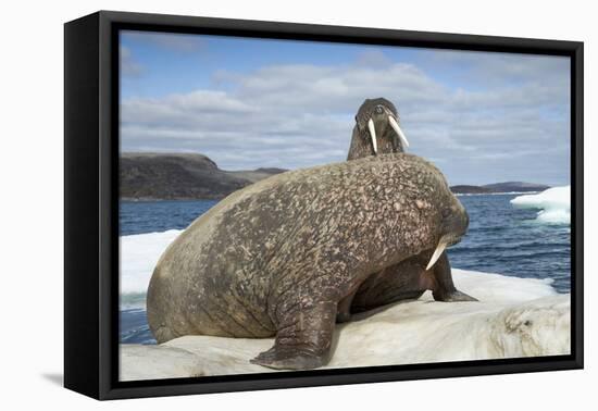 Walrus Resting on Ice in Hudson Bay, Nunavut, Canada-Paul Souders-Framed Premier Image Canvas