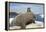 Walrus Resting on Ice in Hudson Bay, Nunavut, Canada-Paul Souders-Framed Premier Image Canvas