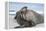 Walrus Resting on Ice in Hudson Bay, Nunavut, Canada-Paul Souders-Framed Premier Image Canvas