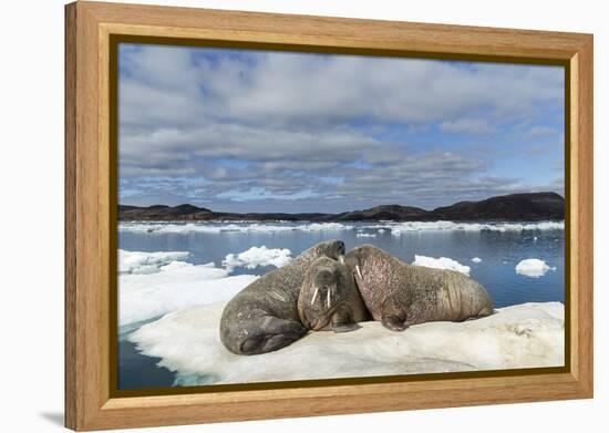 Walrus Resting on Ice in Hudson Bay, Nunavut, Canada-Paul Souders-Framed Premier Image Canvas