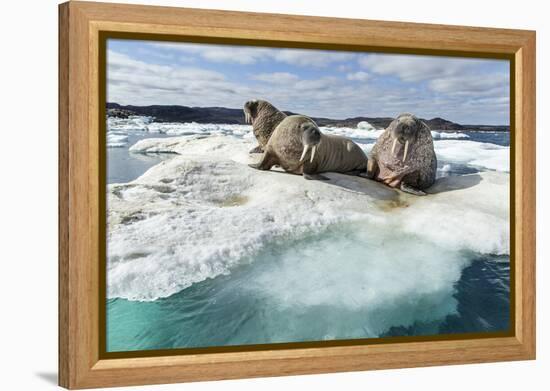 Walrus Resting on Ice in Hudson Bay, Nunavut, Canada-Paul Souders-Framed Premier Image Canvas