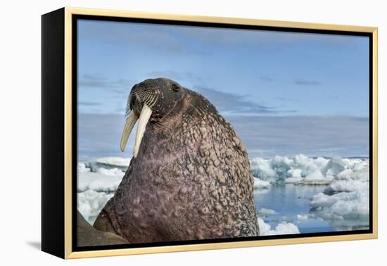 Walrus Resting on Ice in Hudson Bay, Nunavut, Canada-Paul Souders-Framed Premier Image Canvas