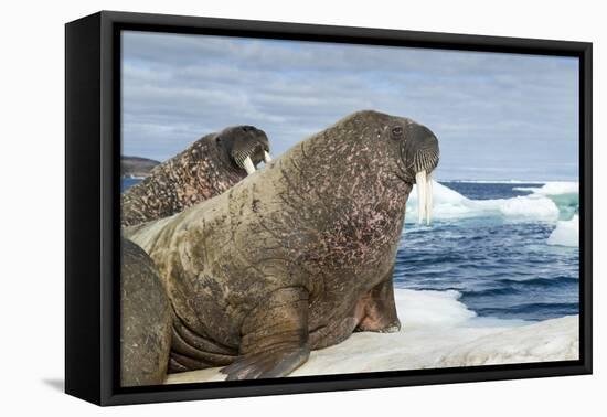 Walrus Resting on Ice in Hudson Bay, Nunavut, Canada-Paul Souders-Framed Premier Image Canvas