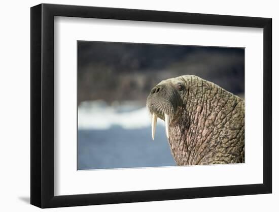 Walrus Resting on Ice in Hudson Bay, Nunavut, Canada-Paul Souders-Framed Photographic Print