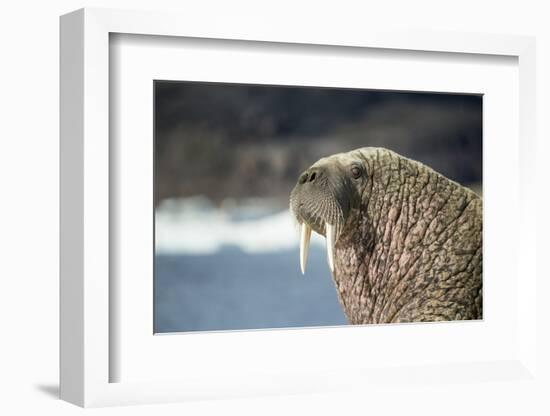 Walrus Resting on Ice in Hudson Bay, Nunavut, Canada-Paul Souders-Framed Photographic Print