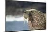 Walrus Resting on Ice in Hudson Bay, Nunavut, Canada-Paul Souders-Mounted Photographic Print