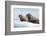 Walrus Resting on Ice in Hudson Bay, Nunavut, Canada-Paul Souders-Framed Photographic Print