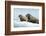 Walrus Resting on Ice in Hudson Bay, Nunavut, Canada-Paul Souders-Framed Photographic Print