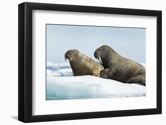 Walrus Resting on Ice in Hudson Bay, Nunavut, Canada-Paul Souders-Framed Photographic Print