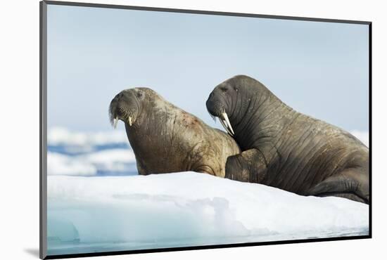 Walrus Resting on Ice in Hudson Bay, Nunavut, Canada-Paul Souders-Mounted Photographic Print