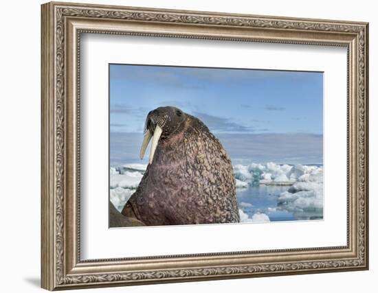 Walrus Resting on Ice in Hudson Bay, Nunavut, Canada-Paul Souders-Framed Photographic Print