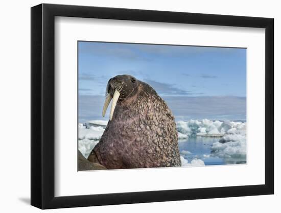 Walrus Resting on Ice in Hudson Bay, Nunavut, Canada-Paul Souders-Framed Photographic Print