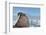 Walrus Resting on Ice in Hudson Bay, Nunavut, Canada-Paul Souders-Framed Photographic Print