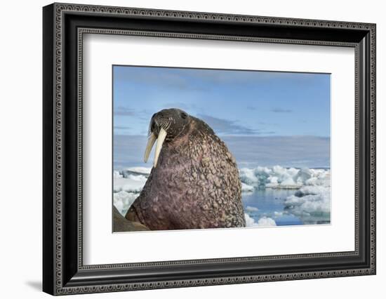 Walrus Resting on Ice in Hudson Bay, Nunavut, Canada-Paul Souders-Framed Photographic Print