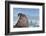 Walrus Resting on Ice in Hudson Bay, Nunavut, Canada-Paul Souders-Framed Photographic Print