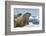 Walrus Resting on Ice in Hudson Bay, Nunavut, Canada-Paul Souders-Framed Photographic Print