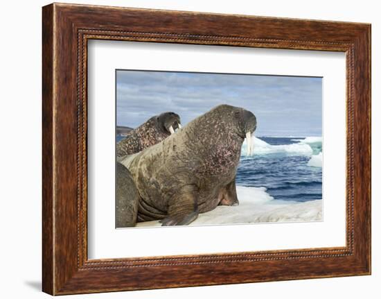 Walrus Resting on Ice in Hudson Bay, Nunavut, Canada-Paul Souders-Framed Photographic Print