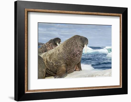 Walrus Resting on Ice in Hudson Bay, Nunavut, Canada-Paul Souders-Framed Photographic Print