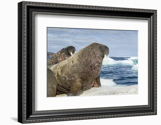 Walrus Resting on Ice in Hudson Bay, Nunavut, Canada-Paul Souders-Framed Photographic Print