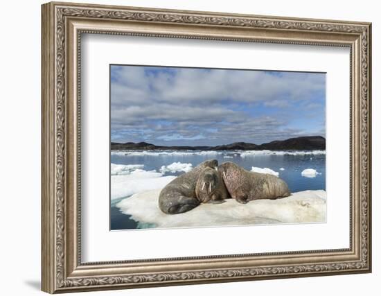 Walrus Resting on Ice in Hudson Bay, Nunavut, Canada-Paul Souders-Framed Photographic Print