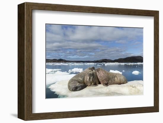 Walrus Resting on Ice in Hudson Bay, Nunavut, Canada-Paul Souders-Framed Photographic Print