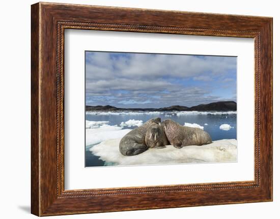 Walrus Resting on Ice in Hudson Bay, Nunavut, Canada-Paul Souders-Framed Photographic Print