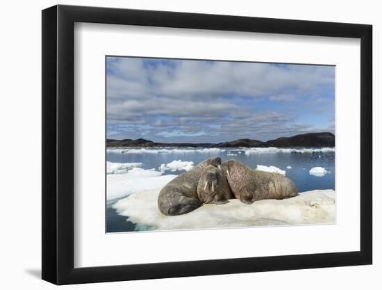 Walrus Resting on Ice in Hudson Bay, Nunavut, Canada-Paul Souders-Framed Photographic Print