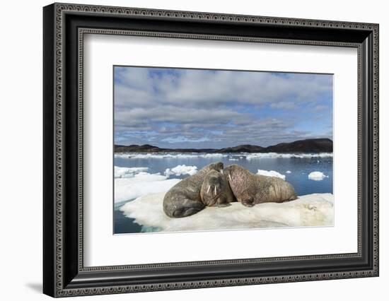 Walrus Resting on Ice in Hudson Bay, Nunavut, Canada-Paul Souders-Framed Photographic Print