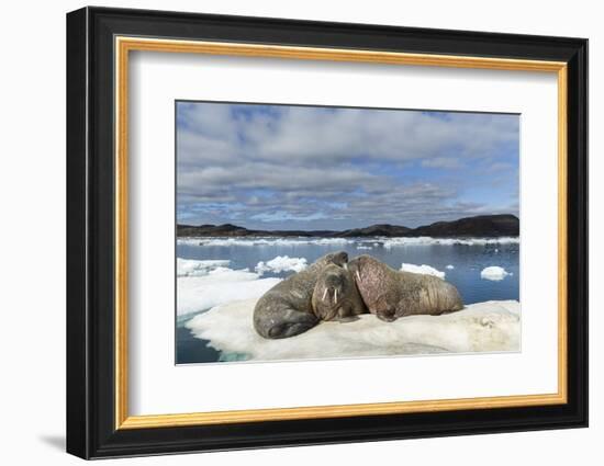 Walrus Resting on Ice in Hudson Bay, Nunavut, Canada-Paul Souders-Framed Photographic Print