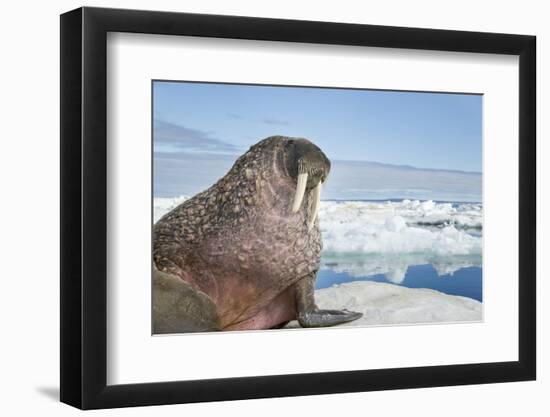 Walrus Resting on Ice in Hudson Bay, Nunavut, Canada-Paul Souders-Framed Photographic Print