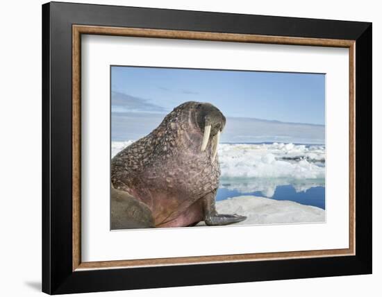 Walrus Resting on Ice in Hudson Bay, Nunavut, Canada-Paul Souders-Framed Photographic Print