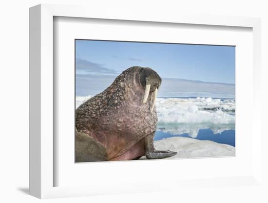 Walrus Resting on Ice in Hudson Bay, Nunavut, Canada-Paul Souders-Framed Photographic Print